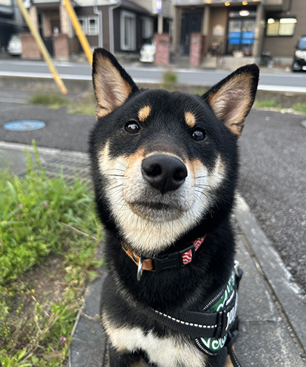 あおとちゃん